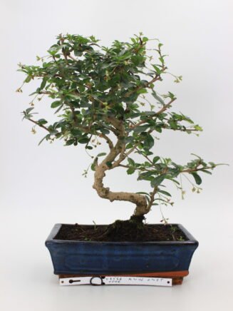 Carmona Bonsai