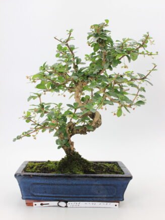 Carmona bonsai