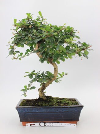 Carmona bonsai