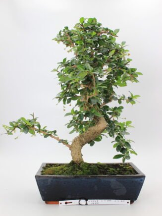 Carmona bonsai