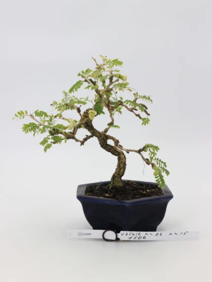 sesbania-bonsai-medelis