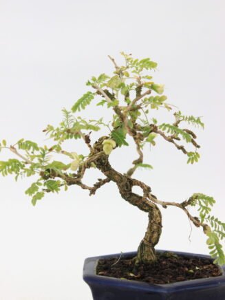 sesbania-bonsai-medelis