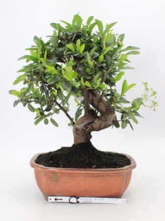 Žydintis Pyracantha Angustifolia bonsai medelis su oranžinėmis uogomis keraminiame vazone