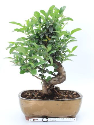 Žydintis Pyracantha Angustifolia bonsai medelis su oranžinėmis uogomis keraminiame vazone