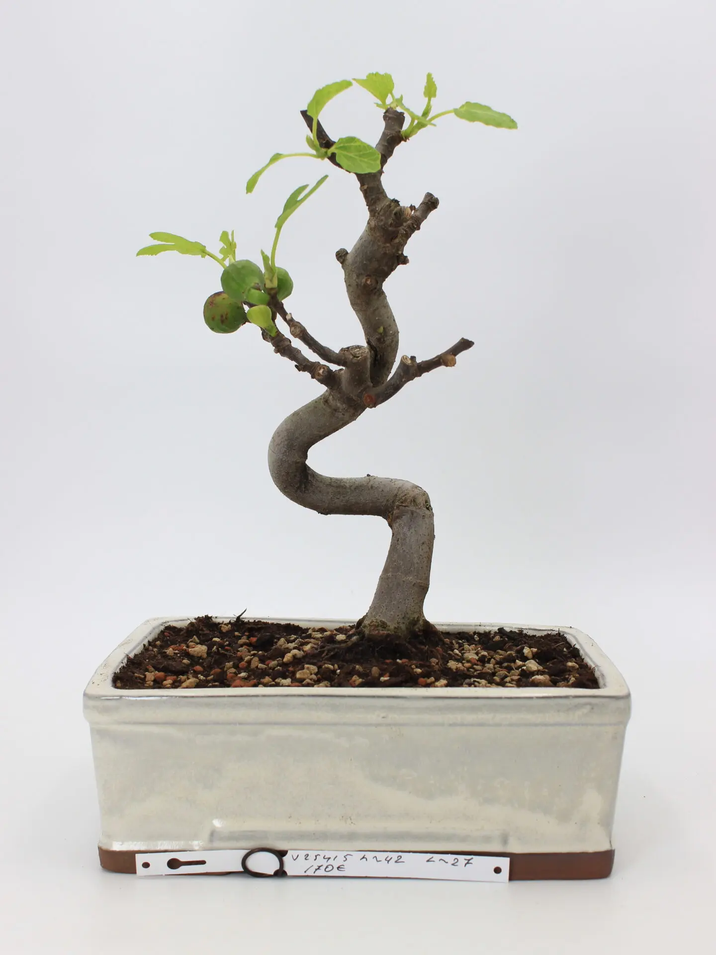 Skiautėtalapis fikusas bonsai medelyje su plačiais žaliais lapais dekoratyviniame vazone