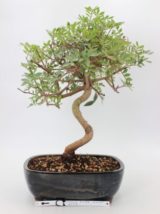 Pistacijos bonsai medelis su subtiliais žaliais lapeliais dekoratyviniame vazone saulėtoje vietoje
