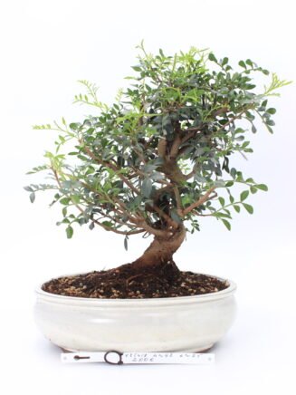 Pistacijos bonsai medelis su subtiliais žaliais lapeliais dekoratyviniame vazone saulėtoje vietoje