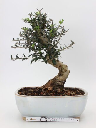 Alyvmedis bonsai medelyje su susisukusiu kamienu ir pilkai žaliais lapais dekoratyviniame vazone