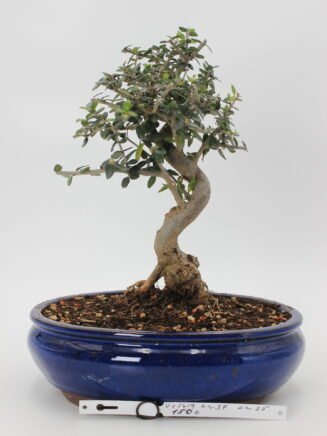 Alyvmedis bonsai medelyje su susisukusiu kamienu ir pilkai žaliais lapais dekoratyviniame vazone