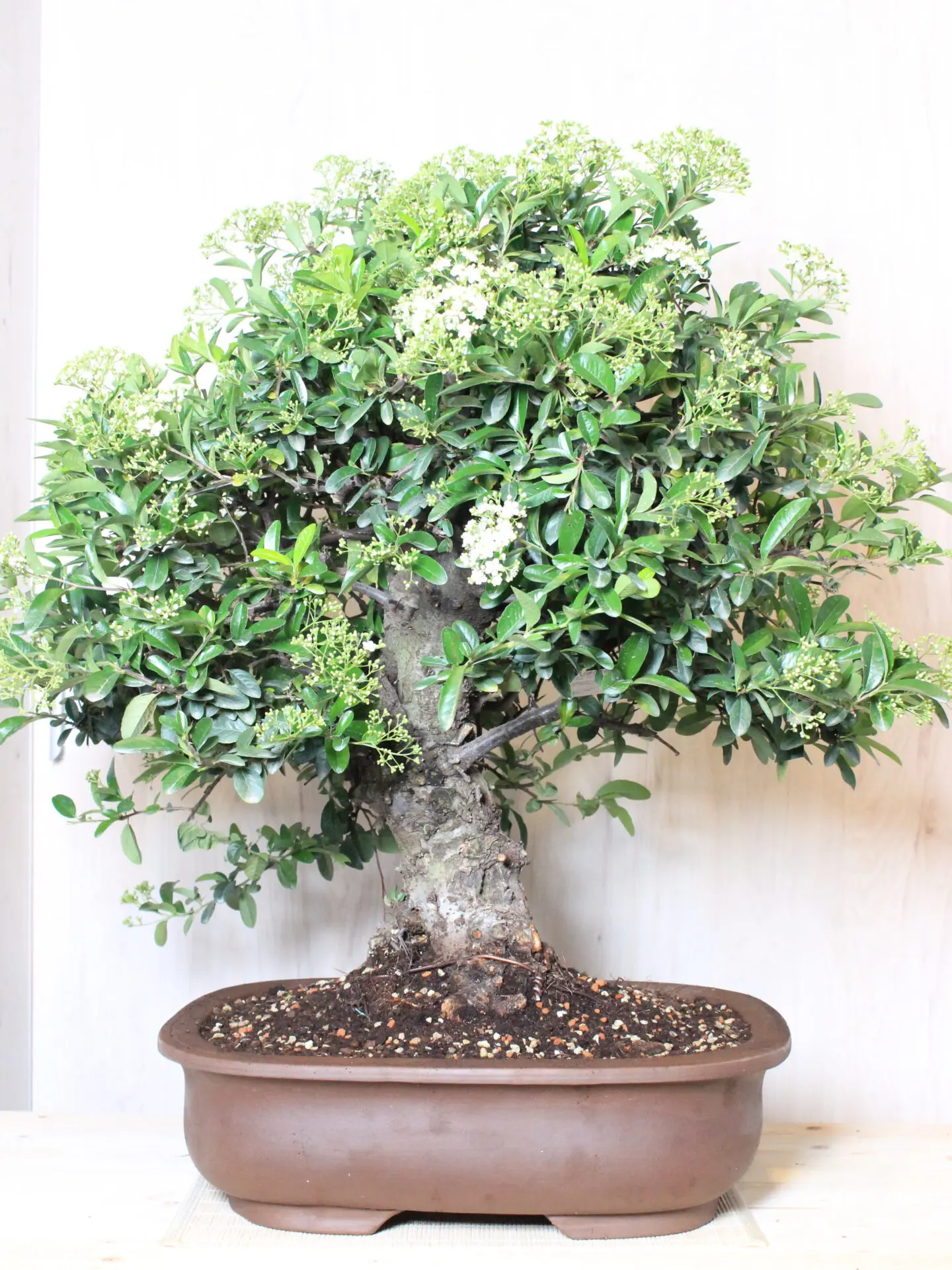 Žydintis Pyracantha Angustifolia bonsai medelis su oranžinėmis uogomis keraminiame vazone