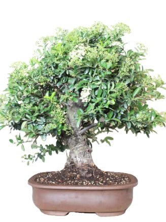 Žydintis Pyracantha Angustifolia bonsai medelis su oranžinėmis uogomis keraminiame vazone