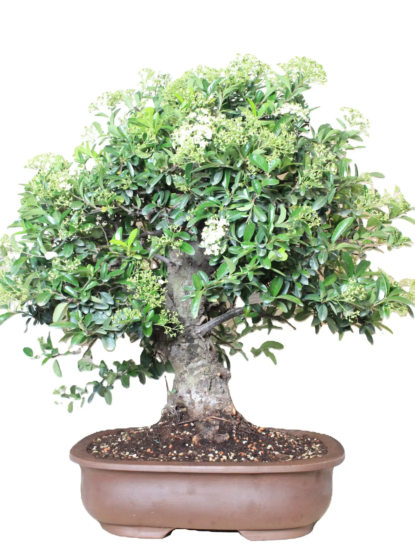 Žydintis Pyracantha Angustifolia bonsai medelis su oranžinėmis uogomis keraminiame vazone