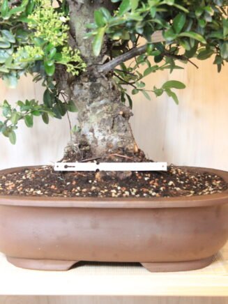 Žydintis Pyracantha Angustifolia bonsai medelis su oranžinėmis uogomis keraminiame vazone