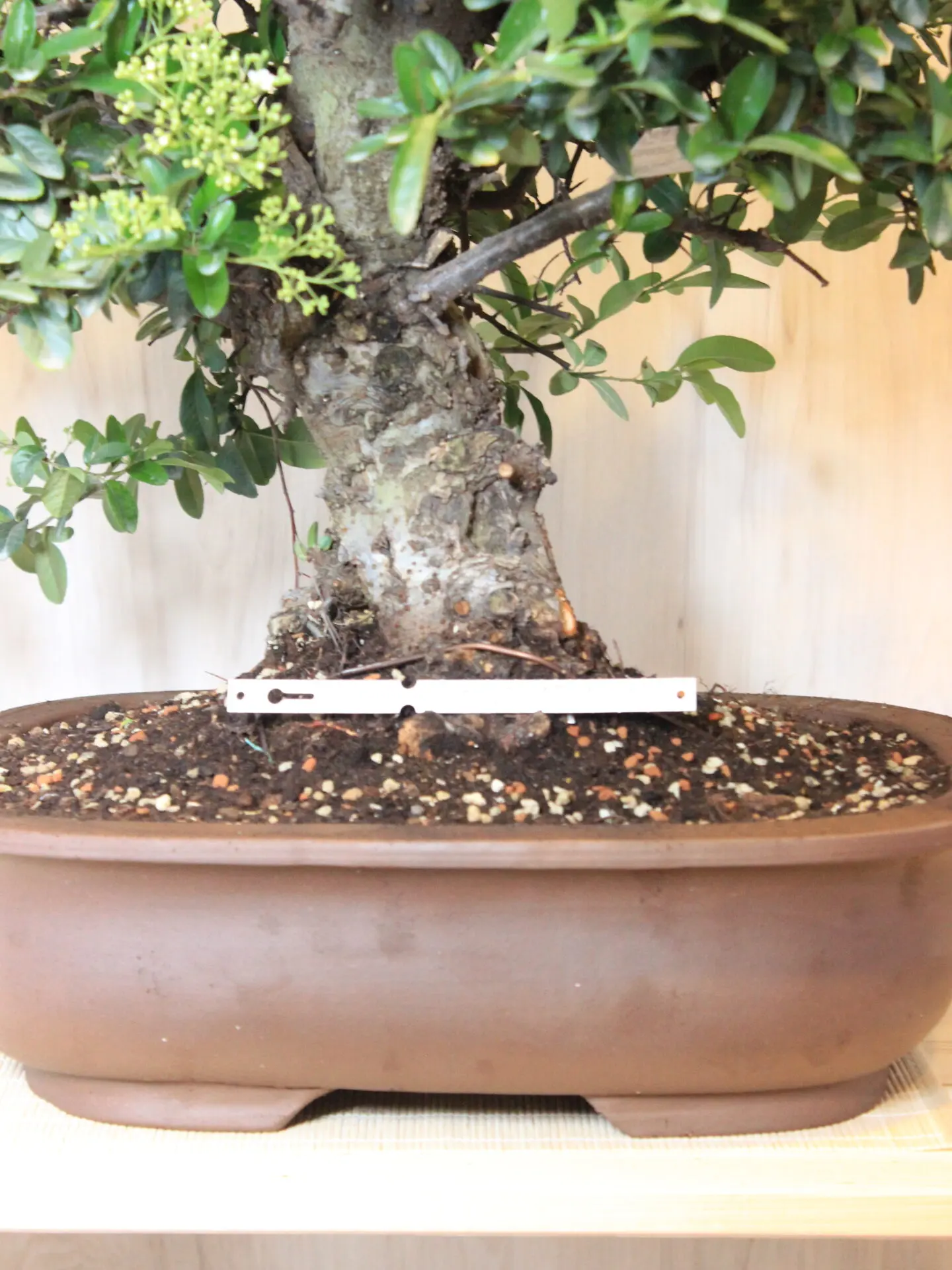 Žydintis Pyracantha Angustifolia bonsai medelis su oranžinėmis uogomis keraminiame vazone