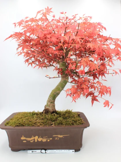 Japoniškas klevas bonsai vazone, Acer palmatum ‘Deshojo’, apie 60 cm aukščio, su ryškiai raudonais lapais ir 36 cm ilgio vazonu.