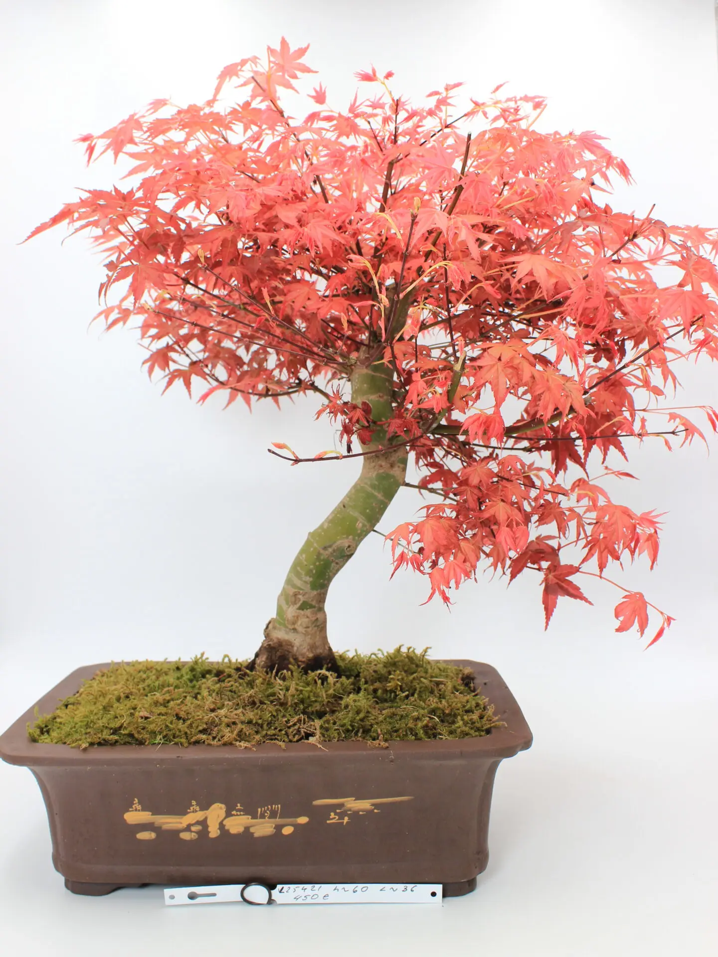 Japoniškas klevas bonsai vazone, Acer palmatum ‘Deshojo’, apie 60 cm aukščio, su ryškiai raudonais lapais ir 36 cm ilgio vazonu.