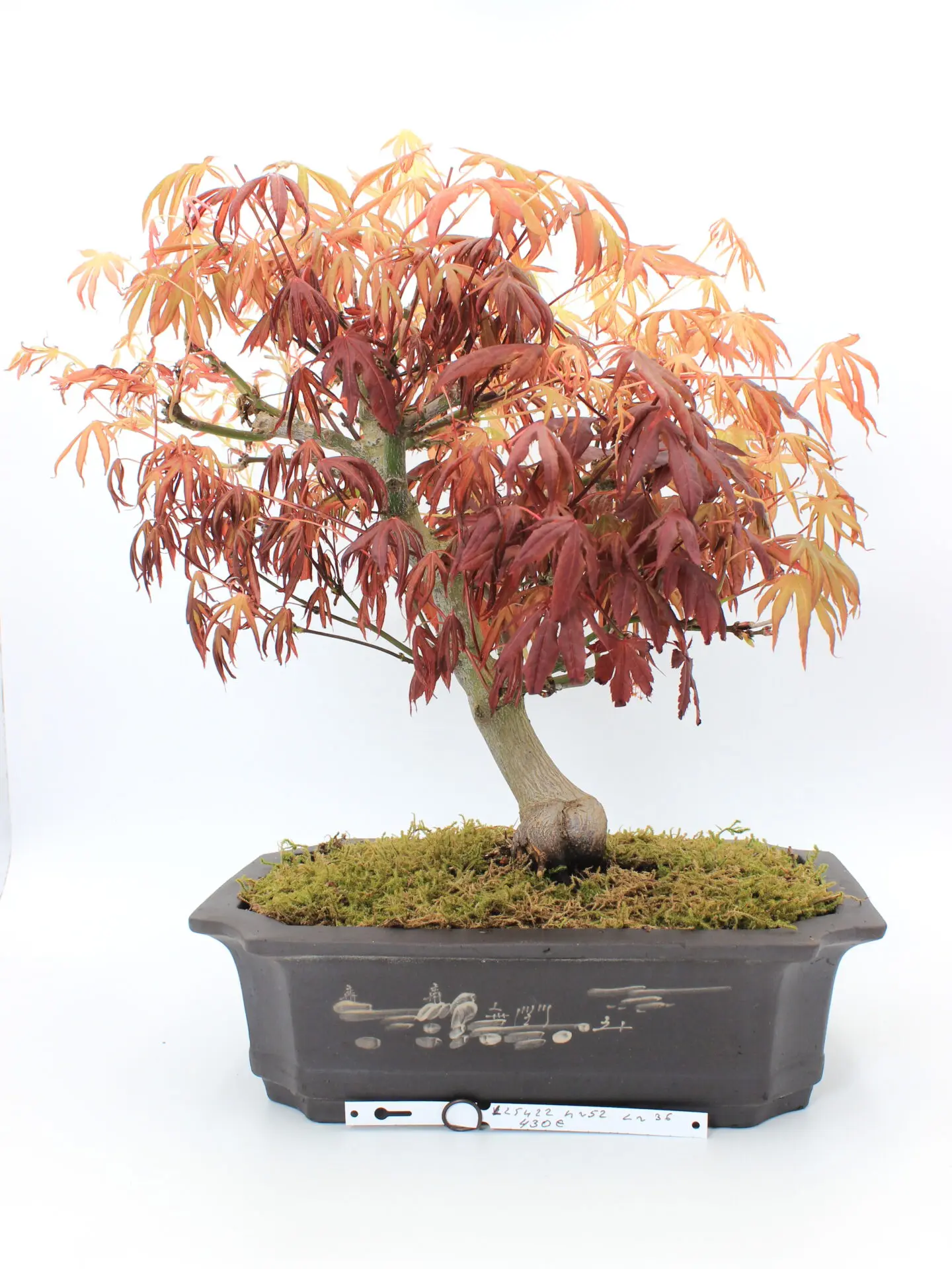 Raudonlapis japoniškas klevas bonsai formoje (Acer palmatum ‘Atropurpureum’), apie 52 cm aukščio, su purpuriniais lapais ir 36 cm ilgio vazonu.