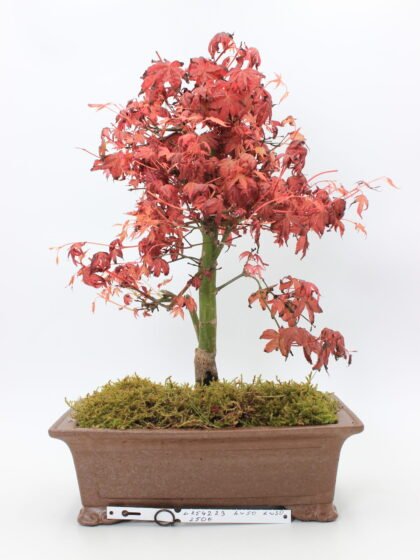 Japoniškas klevas bonsai vazone, Acer palmatum ‘Deshojo’, apie 50 cm aukščio, su ryškiai raudonais lapais ir 30 cm ilgio vazonu.