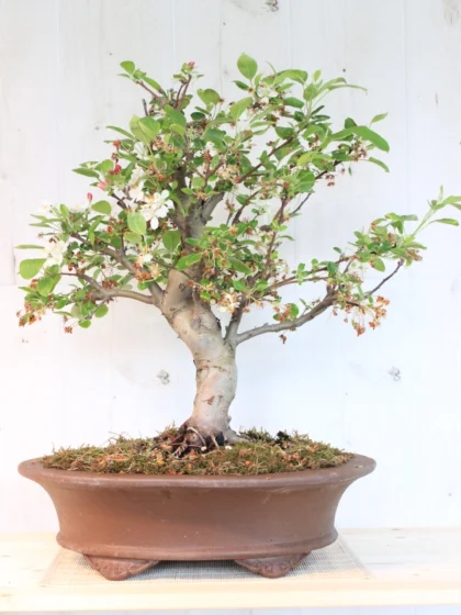 Malus haliana bonsai medelis moliniame vazone, stovintis ant medinio paviršiaus, su žaliais lapais ir smulkiais obuoliukais – subtilus sezoninis augalas, tinkamas auginti balkone ar terasoje.