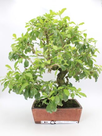 Duranta bonsai rudame moliniame vazone