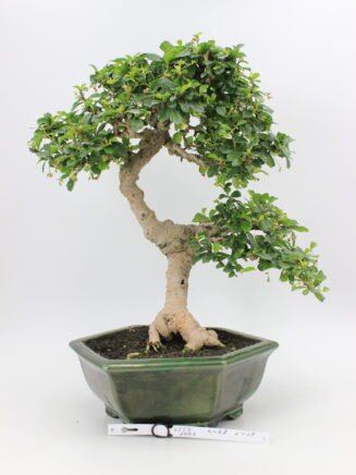 Carmona Macrophylla bonsai medelis vazonėlyje – subtilus žydintis bonsai su žvilgančiais lapeliais ir išraiškingu kamienu