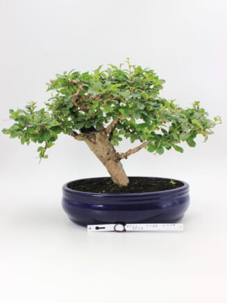 Carmona Macrophylla bonsai medelis vazonėlyje – subtilus žydintis bonsai su žvilgančiais lapeliais ir išraiškingu kamienu