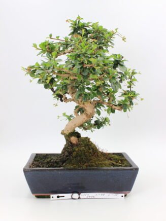 Carmona Macrophylla bonsai medelis vazonėlyje – subtilus žydintis bonsai su žvilgančiais lapeliais ir išraiškingu kamienu