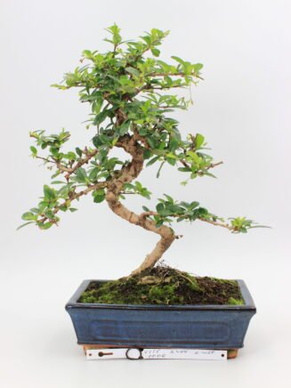 Carmona Macrophylla bonsai medelis vazonėlyje – subtilus žydintis bonsai su žvilgančiais lapeliais ir išraiškingu kamienu