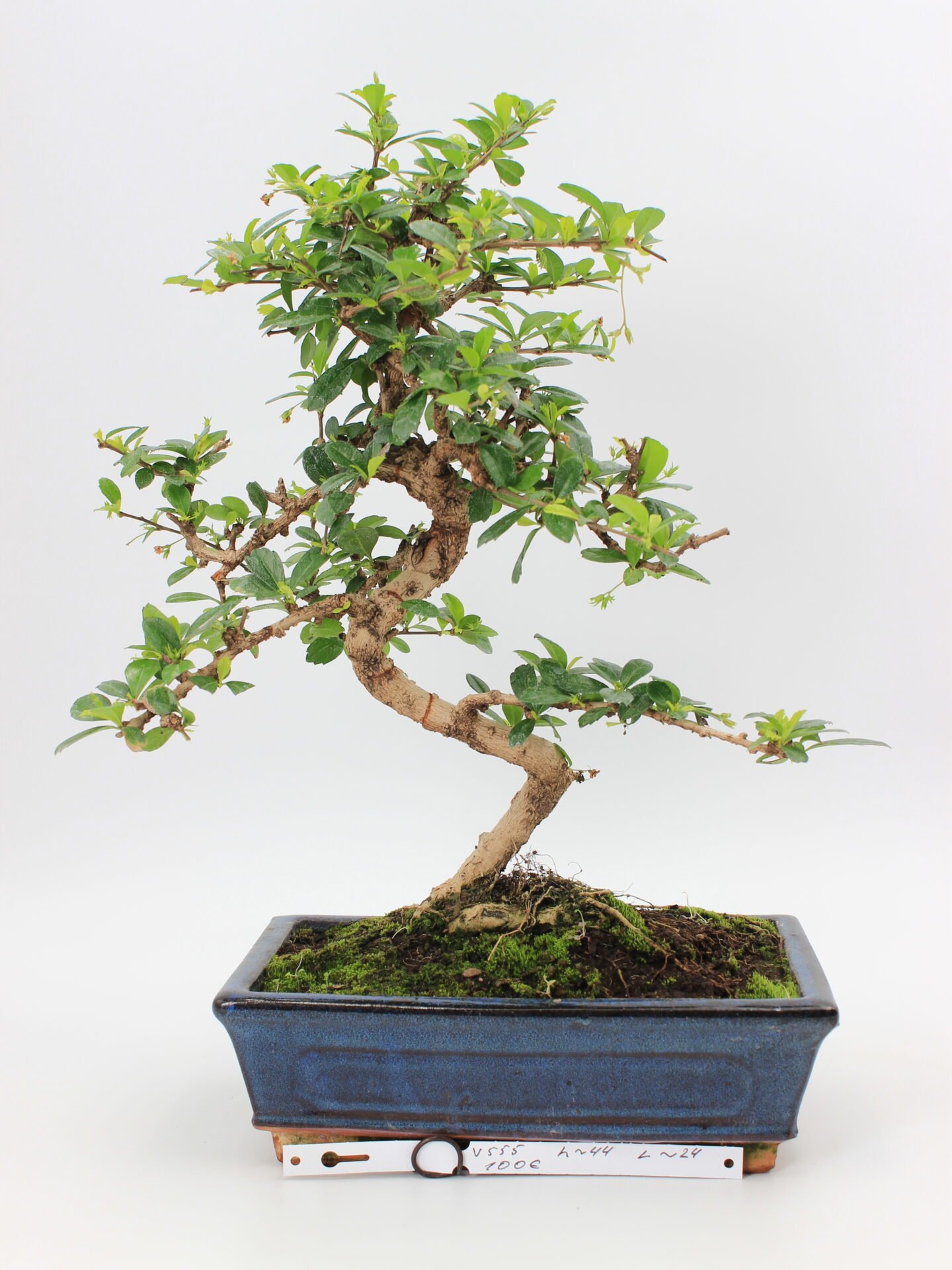Carmona Macrophylla bonsai medelis vazonėlyje – subtilus žydintis bonsai su žvilgančiais lapeliais ir išraiškingu kamienu