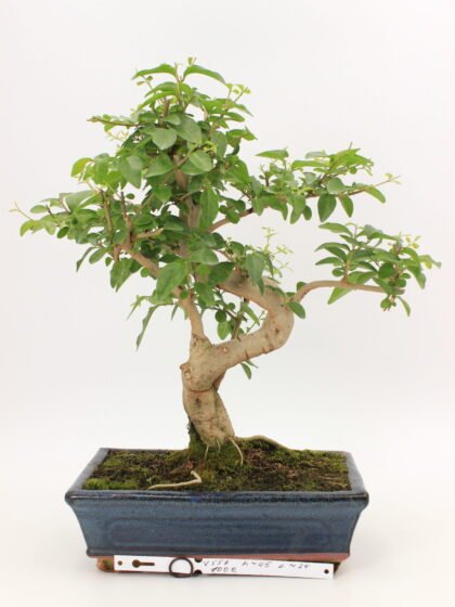Ligustrum sinensis bonsai medelis vazonėlyje – tankus, žalialapis bonsai su blizgiais lapeliais ir gražia forma