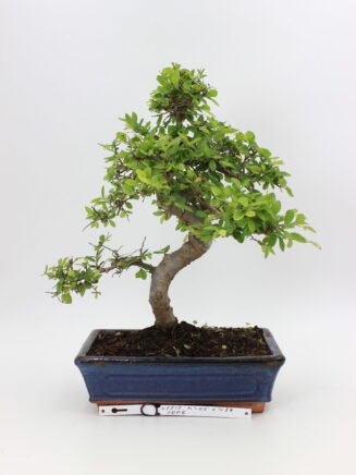 Kininė guoba bonsai medelis vazonėlyje – tankus, smulkialapis bonsai su išraiškingu kamienu ir elegantiška forma