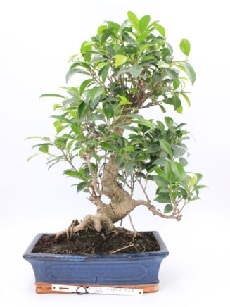 Ficus retusa bonsai medelis vazonėlyje – blizgūs lapai, išraiškingas kamienas ir elegantiška forma