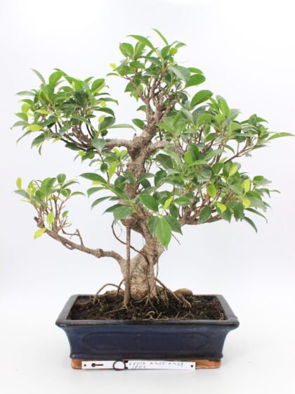 Ficus retusa bonsai medelis vazonėlyje – blizgūs lapai, išraiškingas kamienas ir elegantiška forma