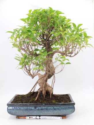 Ficus retusa bonsai medelis vazonėlyje – blizgūs lapai, išraiškingas kamienas ir elegantiška forma