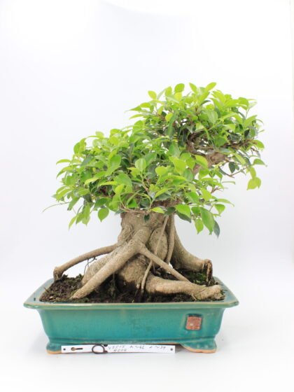Ficus retusa bonsai medelis vazonėlyje – blizgūs lapai, išraiškingas kamienas ir elegantiška forma