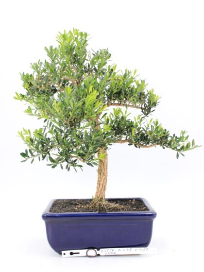 Buxus harlandii bonsai medelis vazonėlyje – smulkūs lapeliai ir išraiškinga žievė