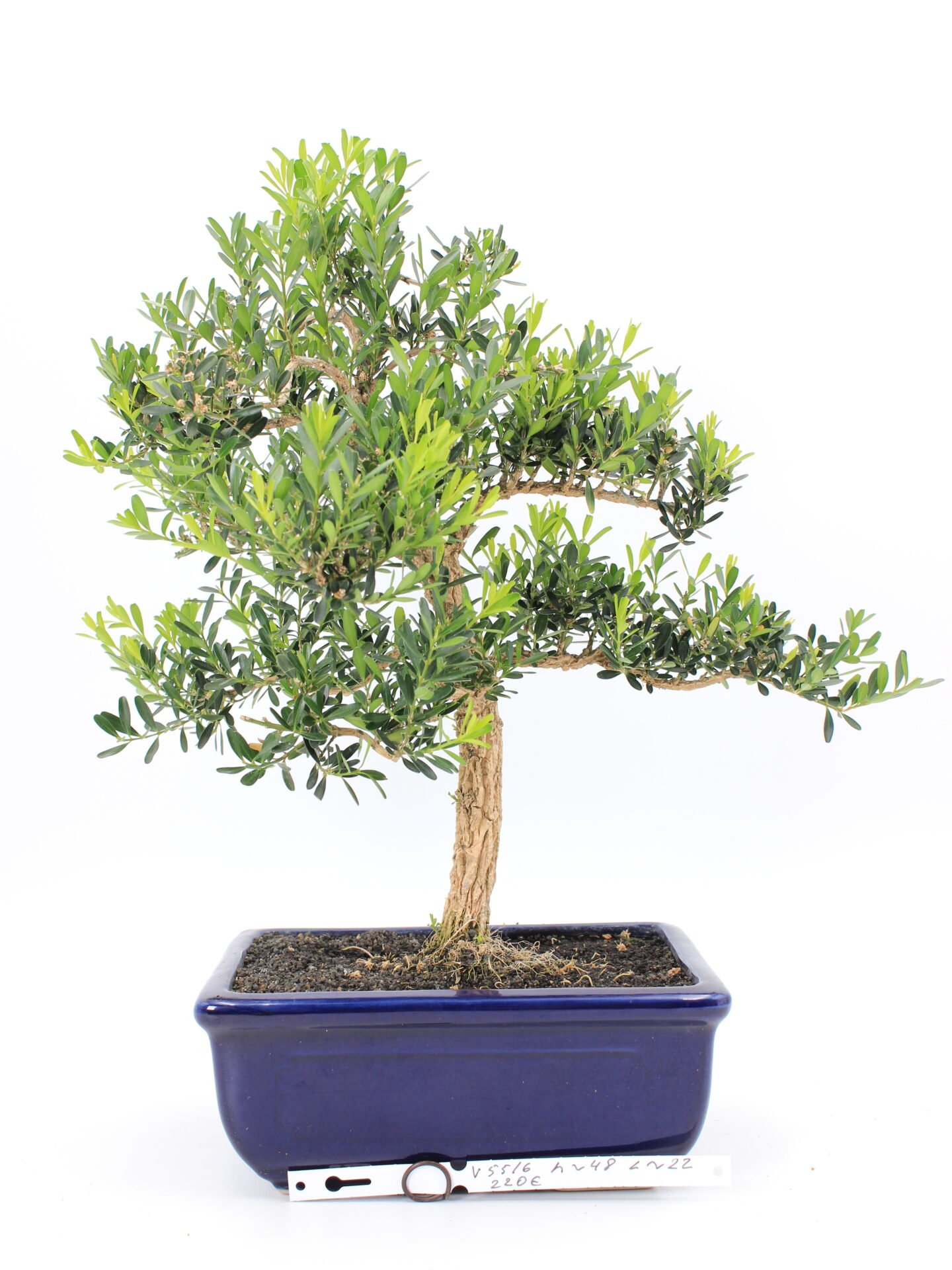 Buxus harlandii bonsai medelis vazonėlyje – smulkūs lapeliai ir išraiškinga žievė