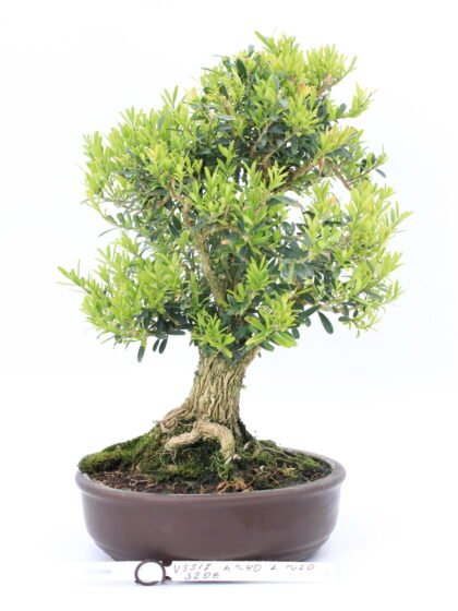 Buxus harlandii bonsai medelis vazonėlyje – smulkūs lapeliai ir išraiškinga žievė