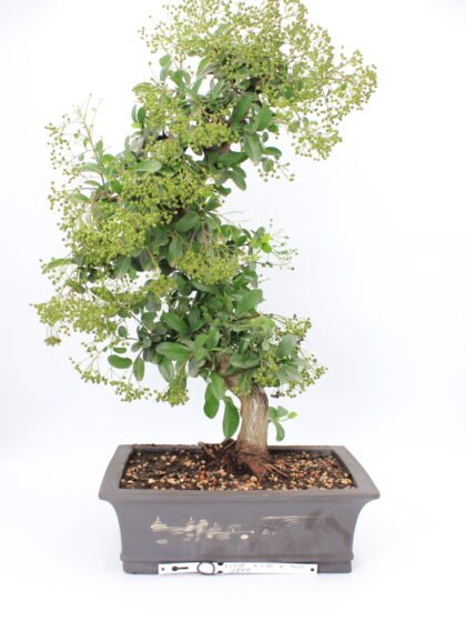 Žydintis Pyracantha Angustifolia bonsai medelis su oranžinėmis uogomis keraminiame vazone