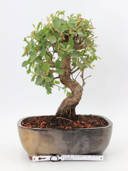 Kamštinis ąžuolas bonsai medelis vazonėlyje – kamštine žievė ir elegantiška forma