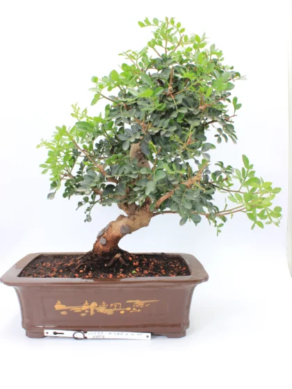 Pistacijos bonsai medelis su subtiliais žaliais lapeliais dekoratyviniame vazone saulėtoje vietoje