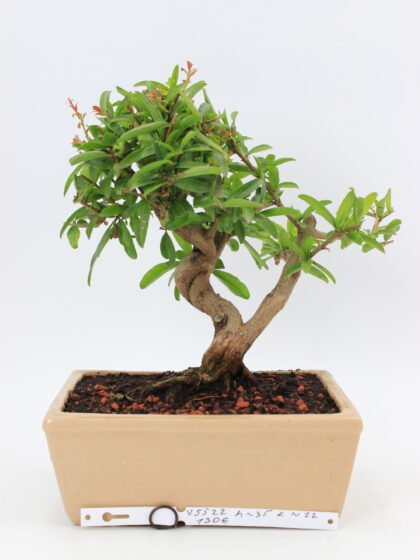 Punica granatum 'Nejikan' bonsai medelis vazonėlyje – susisukęs kamienas, ryškūs žiedai ir dekoratyviniai vaisiai