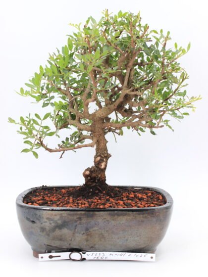 Pistacijos bonsai medelis su subtiliais žaliais lapeliais dekoratyviniame vazone saulėtoje vietoje
