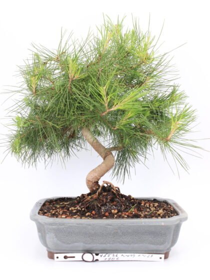 Alepo pušis bonsai medelis vazonėlyje – suskeldėjusi žievė ir elegantiška forma