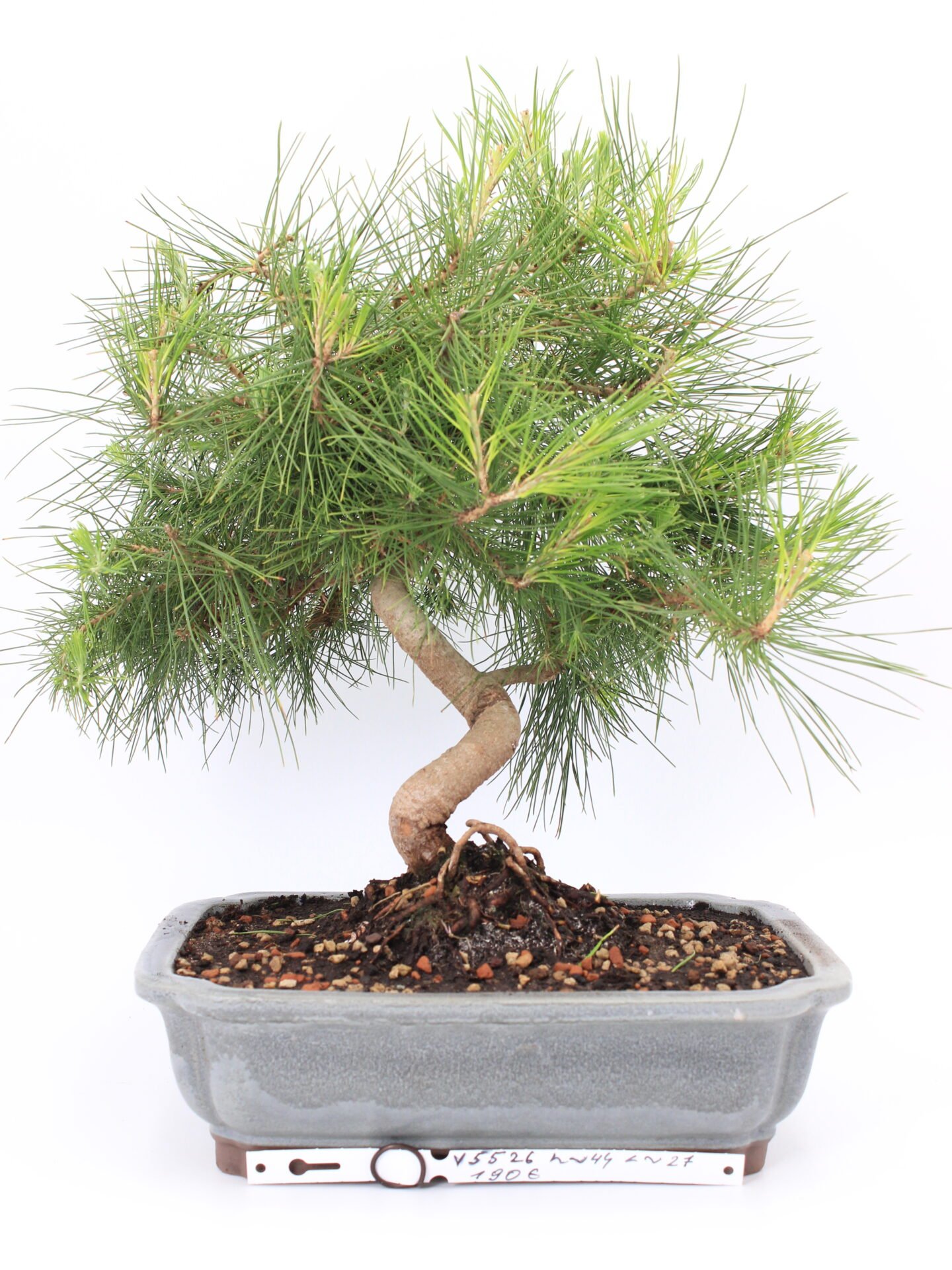 Alepo pušis bonsai medelis vazonėlyje – suskeldėjusi žievė ir elegantiška forma