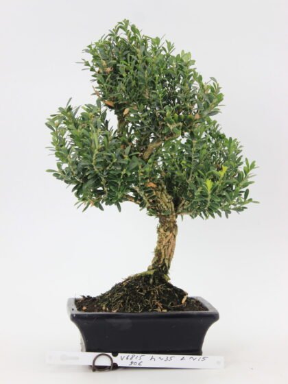 Buxus harlandi bonsai