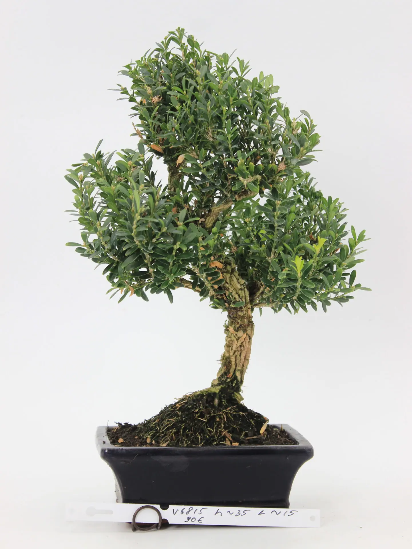 Buxus harlandi bonsai