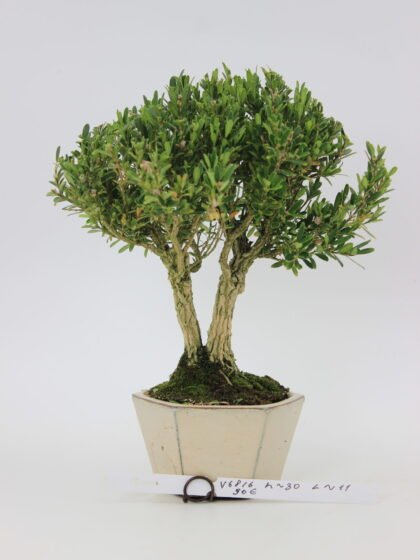 Buxus harlandi bonsai