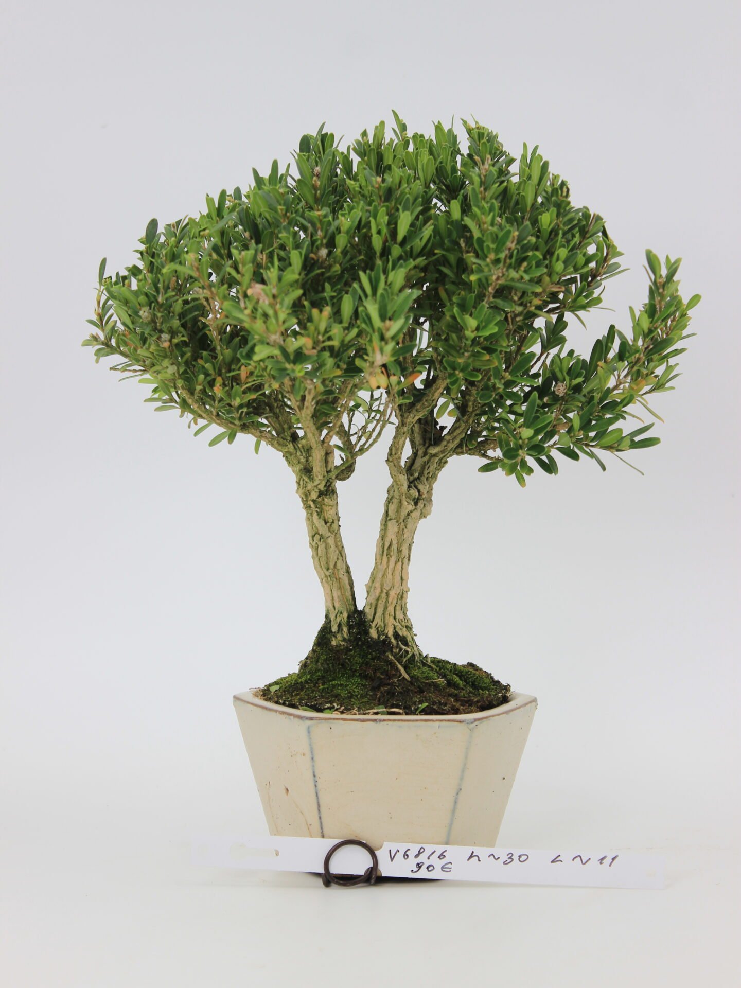Buxus harlandi bonsai