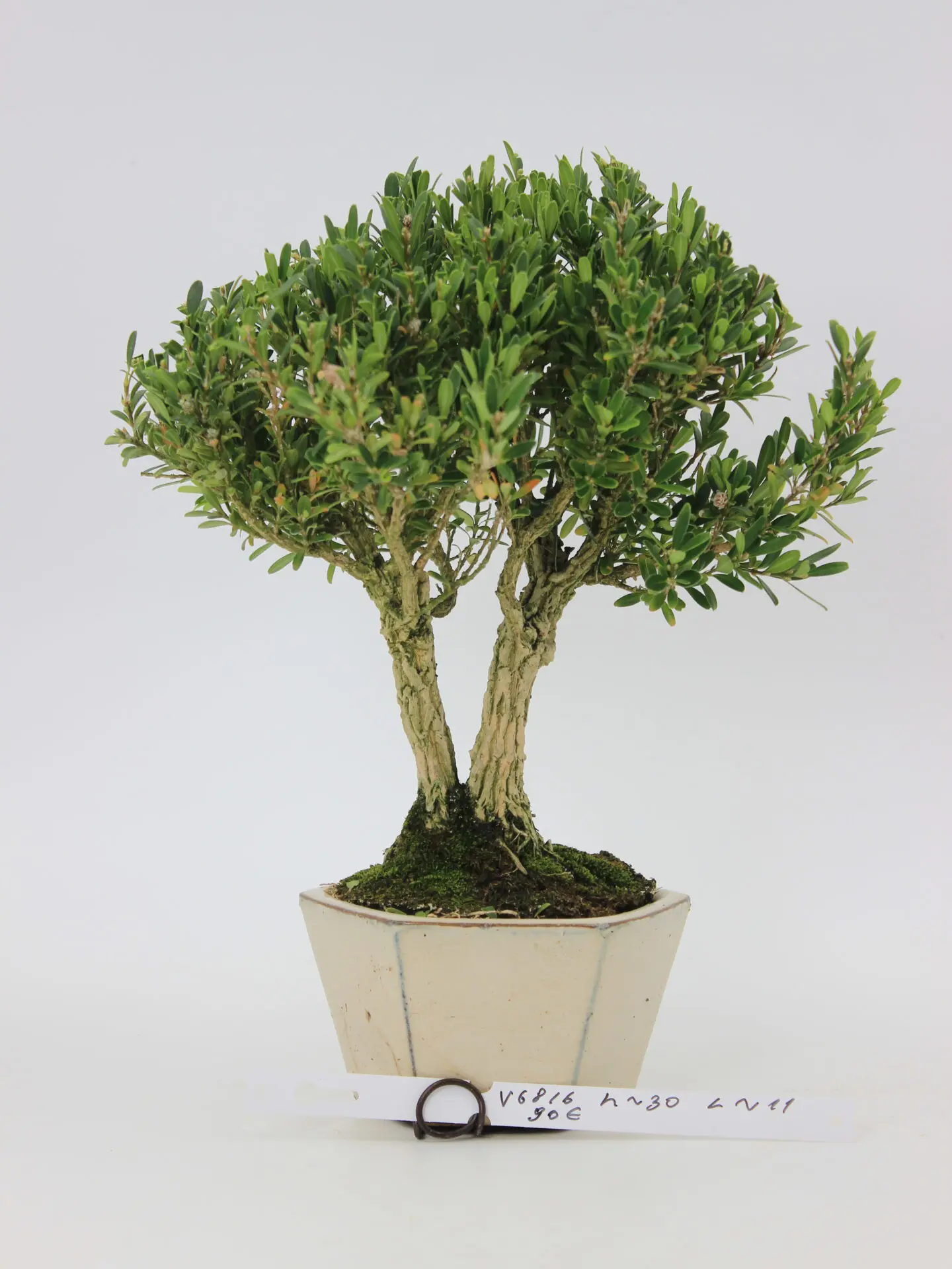 Buxus harlandi bonsai